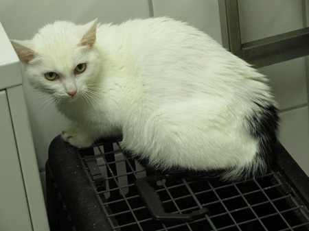 Athene ist noch sehr scheu