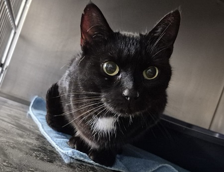 Fundkatze Bölsberg