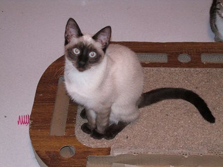 *** Reserviert *** Chili ist ein sehr liebes Katzenkind