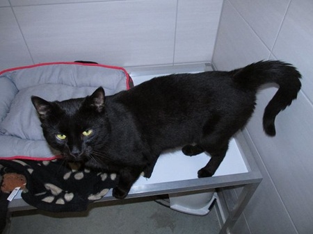 Morrison fand am 08.11.2025 ein Zuhause in Guckheim