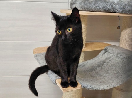 Olympia fand am 01.11.2025 zusammen mit Oprah ein Zuhause in Langenbach bei Bad Marienberg