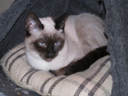 *** Reserviert *** Pepper ist noch ein bisschen schüchtern