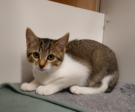 Scully ist ein schüchternes Katzenkind