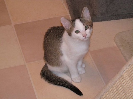 *** Reserviert *** Shrek ist ein schüchternes Katzenkind