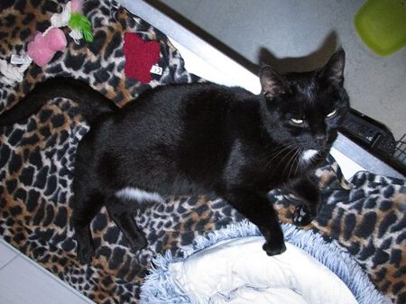 *** Reserviert *** Beatrix ist eine sehr liebe Katze