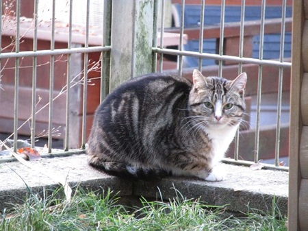 Celeste ist noch sehr schüchtern