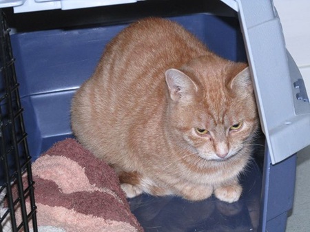 Fabiola ist eine sehr scheue Katze