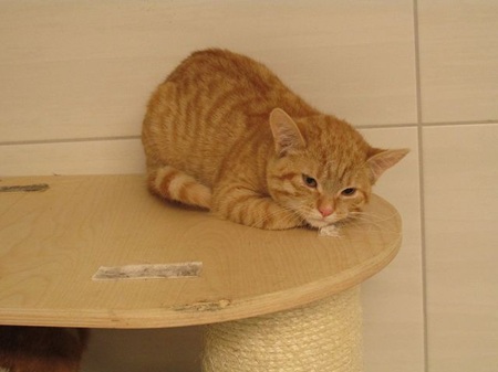 *** Reserviert *** Fiona ist ein sehr schüchternes Katzenkind