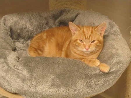 Francesca ist ein sehr schüchternes Katzenkind