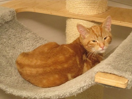 Faro ist ein sehr schüchternes Katzenkind