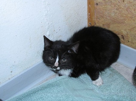 Reeva ist ein schüchternes Katzenkind