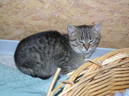 Riley ist ein sehr liebes Katzenkind