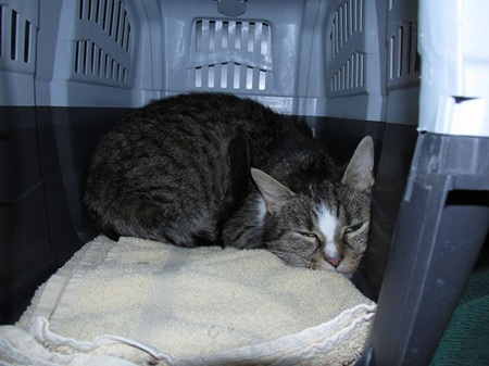 Risha ist eine sehr schüchterne Katze