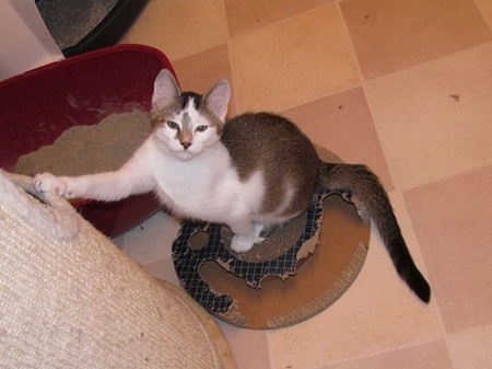 Shiro ist ein schüchternes Katzenkind