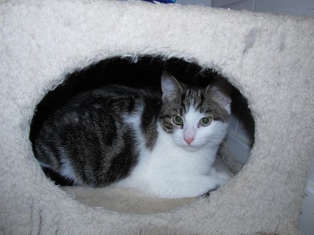 Claudine ist ein sehr liebes Katzenkind