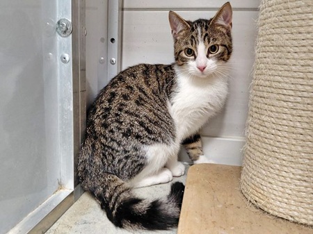 *** Reserviert *** Cody ist ein sehr liebes Katzenkind