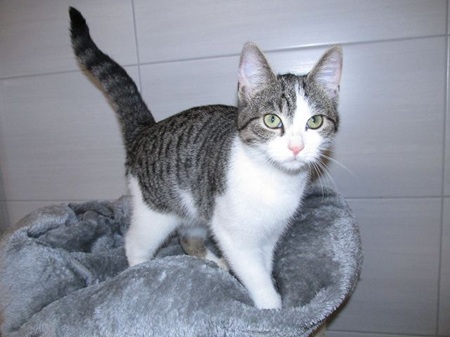 *** Reserviert *** Constance ist ein sehr liebes Katzenkind