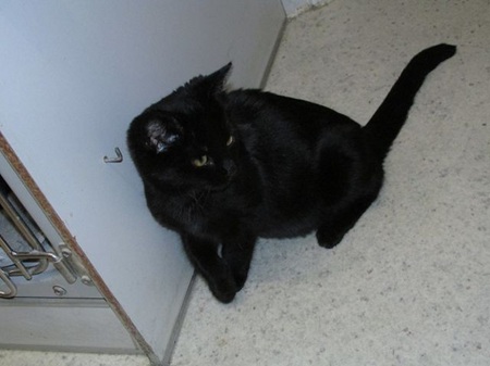 Nihal ist ein sehr liebes Katzenkind