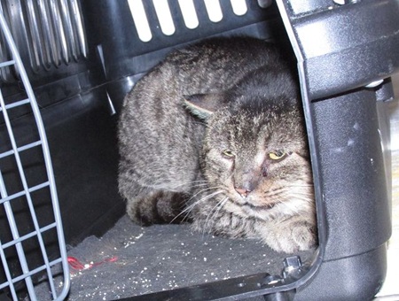 Toffee ist Menschen gegenüber sehr misstrauisch