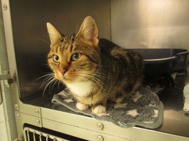 Kiko ist eine sehr liebe Katze