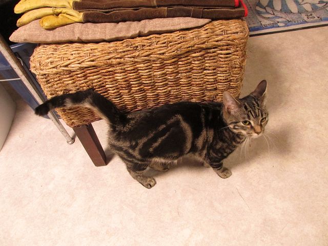 Paisley ist ein sehr liebes Katzenkind