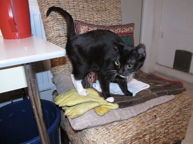 Pinar ist ein sehr liebes Katzenkind