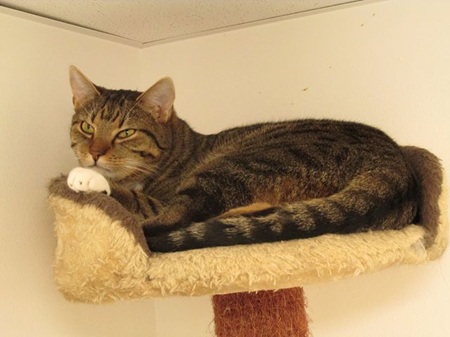 Langton ist ein schüchternes Katzenkind