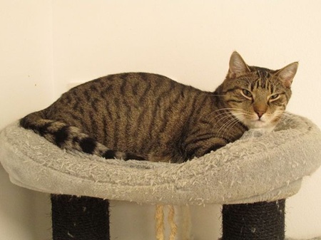 Loory ist ein schüchternes Katzenkind