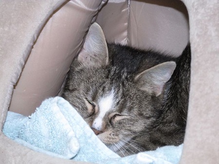 Risha ist eine sehr schüchterne Katze