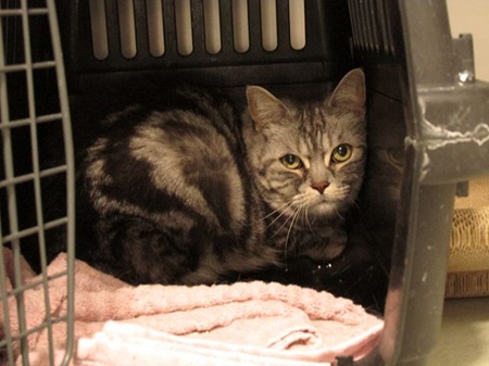 Chico ist ein sehr vorsichtiger Kater