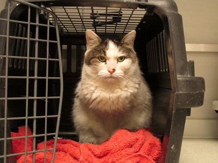 Diva ist eine sehr schüchterne Katze