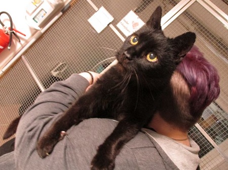 Elio ist ein sehr lieber Kater