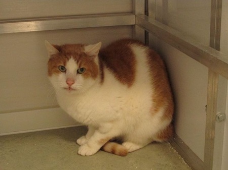 Mikesch ist ein sehr schüchterner Kater