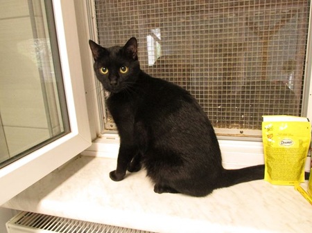 Baghira ist ein sehr lieber Kater