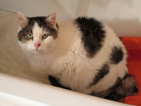 Diva ist eine sehr schüchterne Katze