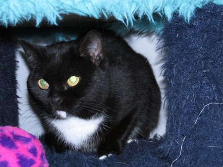 Magnolia ist eine sehr liebe Katze