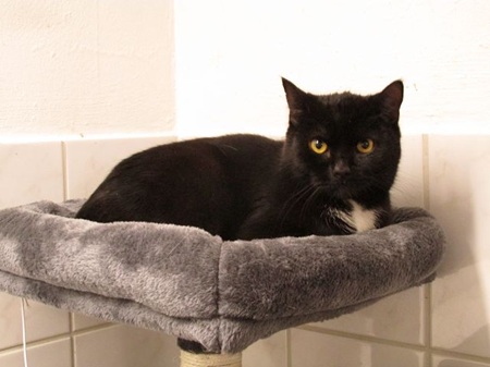 Malo ist ein sehr lieber Kater