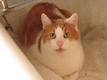 Mikesch ist ein sehr schüchterner Kater