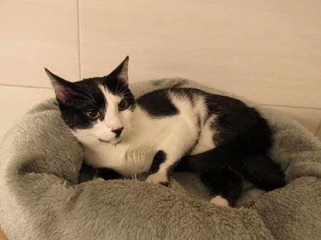 Milka ist ein sehr lieber Kater