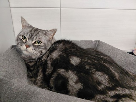 Chico ist ein sehr vorsichtiger Kater