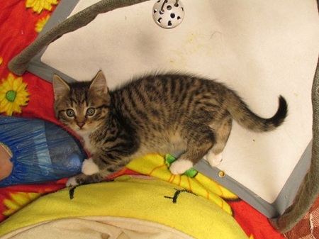 Karim ist ein liebes Katzenkind
