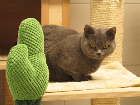 Luna ist eine sehr liebe Katze