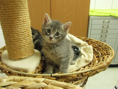 Fabrizio ist ein sehr liebes Katzenkind