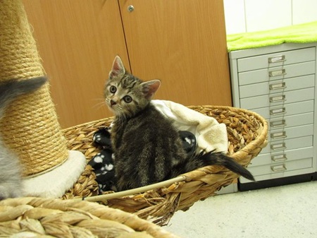 Faiza ist ein sehr liebes Katzenkind