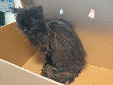 Fundkater Hattert