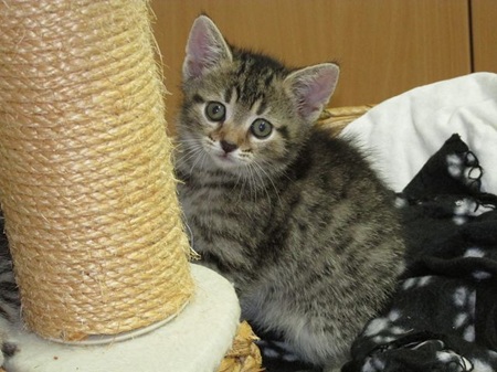 *** Reserviert *** Flores ist ein sehr liebes Katzenkind