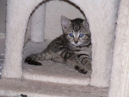 Laszlo ist ein schüchternes Katzenkind