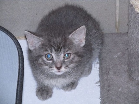 Leilani ist ein schüchternes Katzenkind