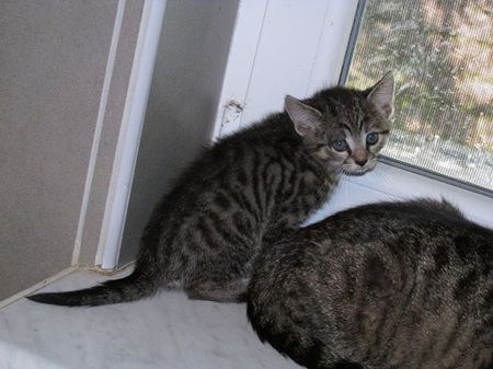 Loretta ist ein schüchternes Katzenkind