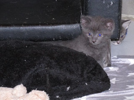 Lupin ist ein schüchternes Katzenkind